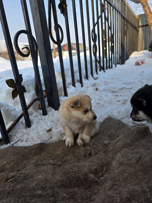 Хаски щенки отдадим бесплатно