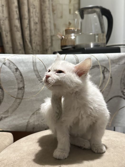 отдам котенка глухого в добрые руки