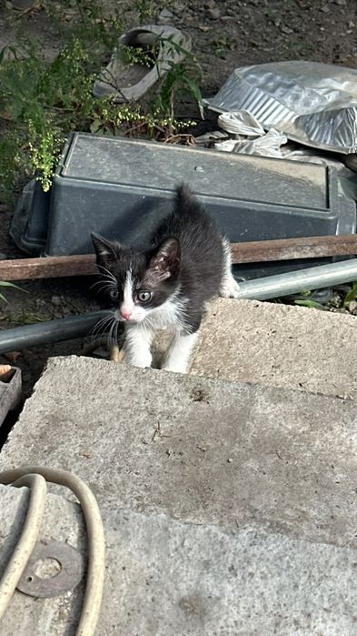 Котёнок от мамы крысыловки