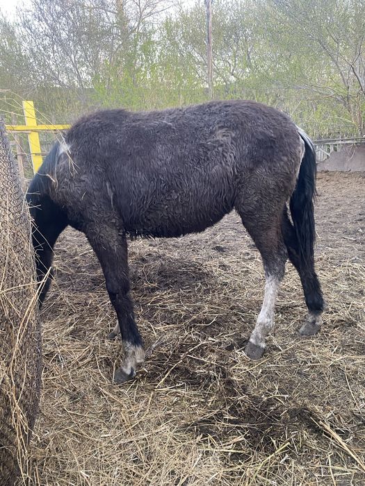 Кобылка активная