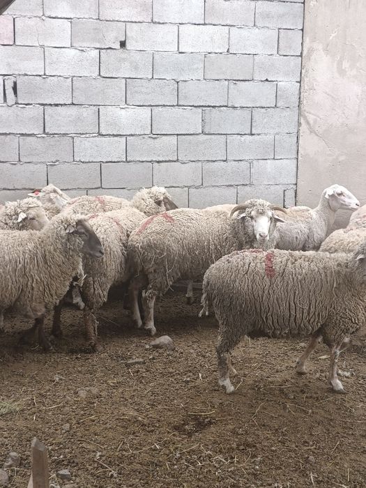 Продается бараны