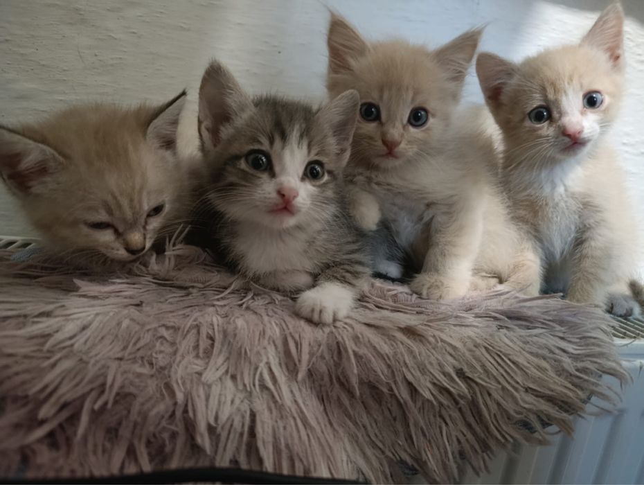 Отдам котят в хорошие руки