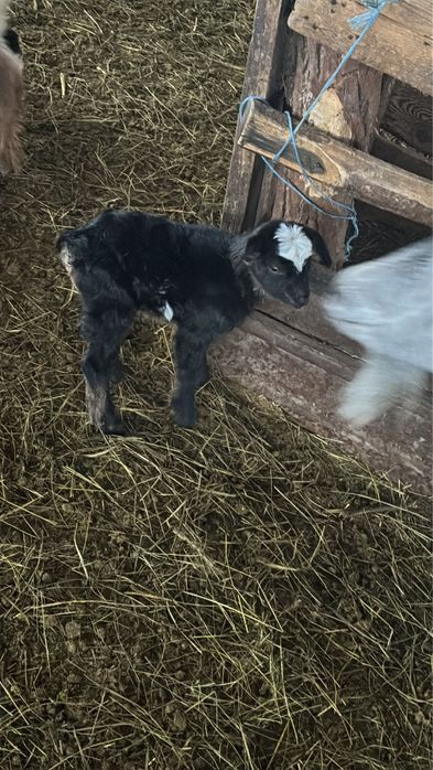 Iezi sugari de vânzare – sănătoși și viguroși