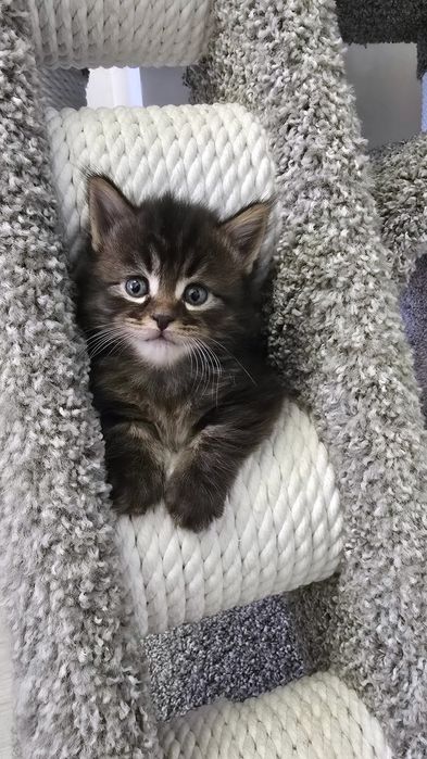 Очаровательные котята мэйнкуны