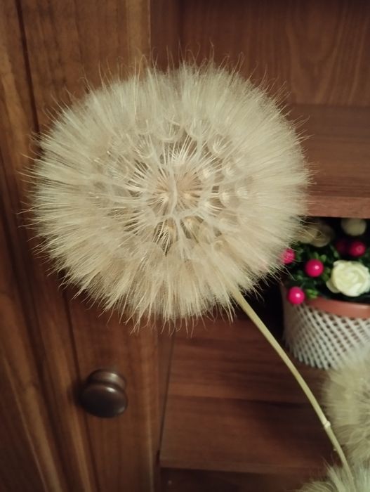 Продам одуванчики