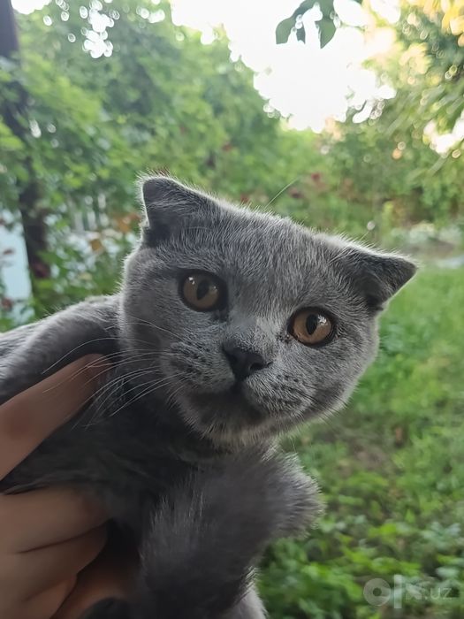 Кошки бесплатно в добрые руки