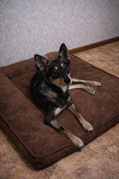 Собачка в поисках семьи