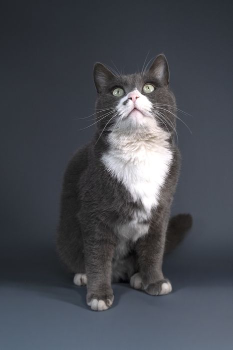 Котик Мультик в поиске дома