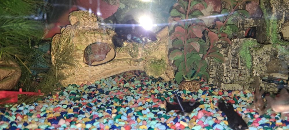 Продам моллинезии ассорти