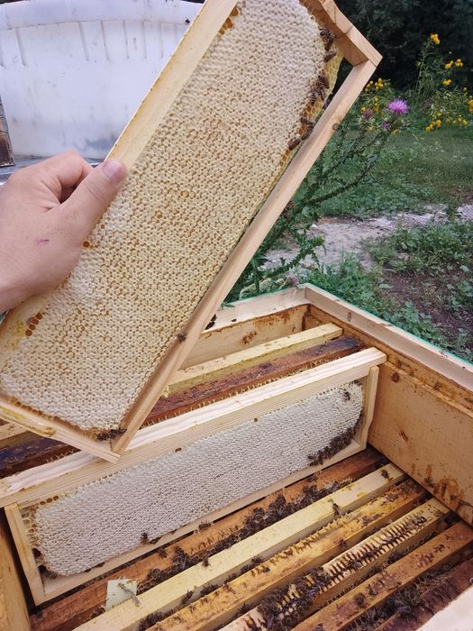 Мёд в сотах натуральный