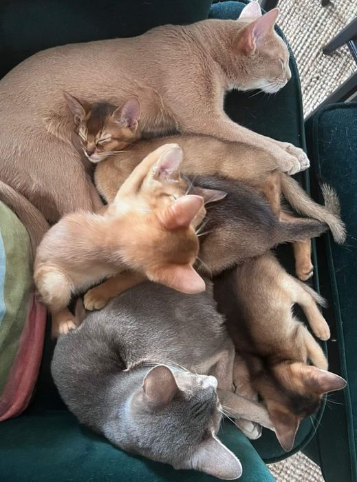 Аби детки всех окрасов