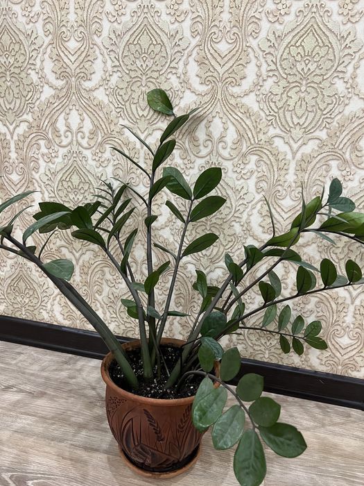 Комнатные растения