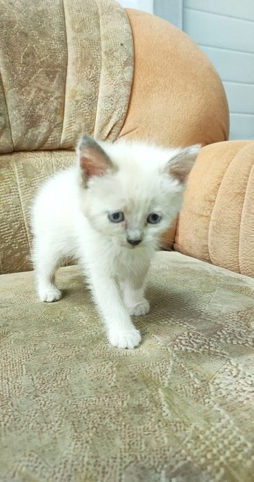 Отдам котят в хорошие руки