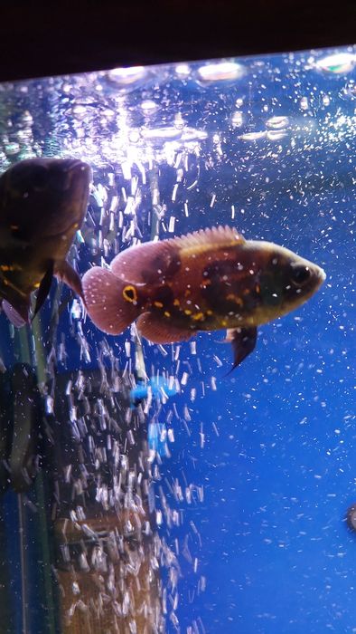 Астронотус глазчатый