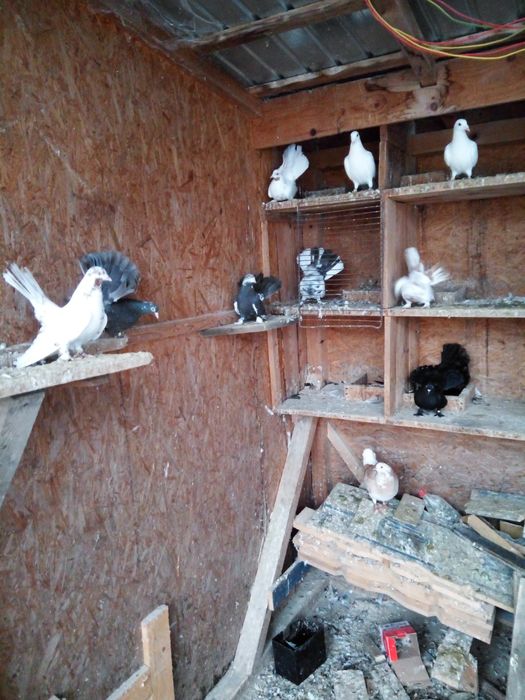 Desfintez crescătorie de porumbei