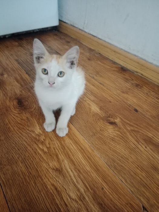 Отдам в хорошие руки