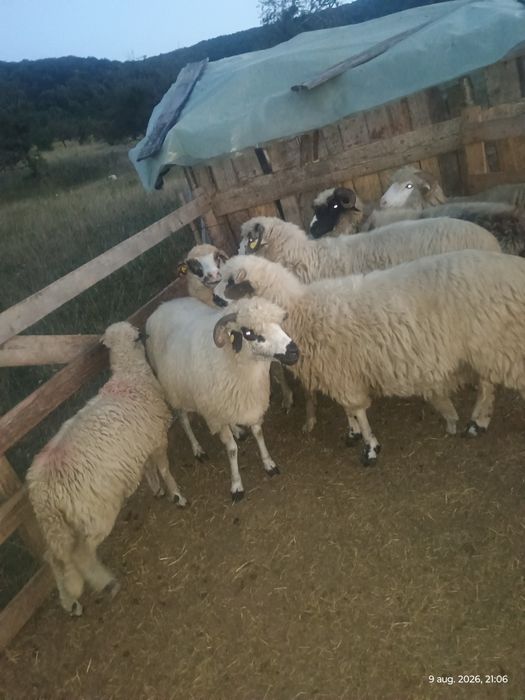 7 oi și 3 miei de vânzare