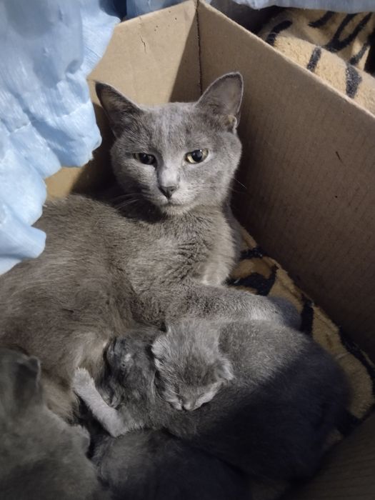 Продам котят помесь шотландского