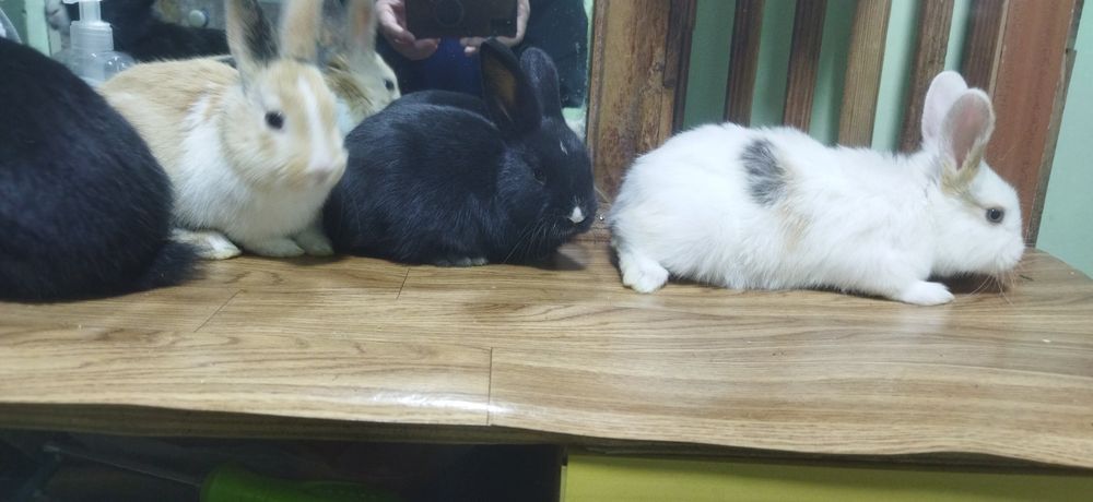 Quyon bollari sotiladi