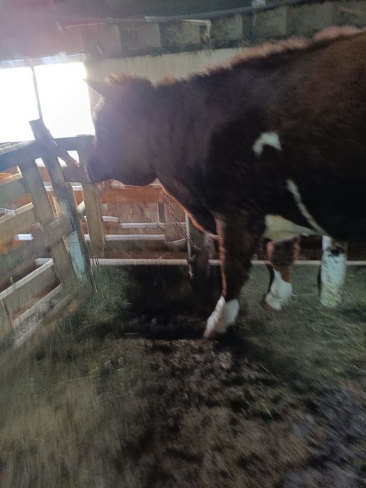 Симментал бык на племя