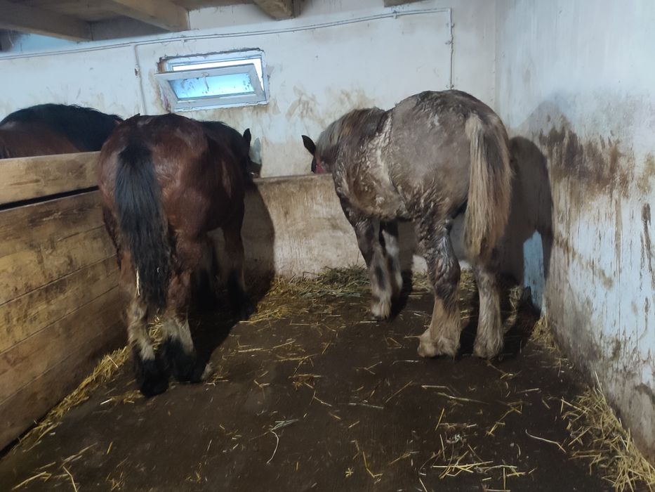 vand mânji frumoși