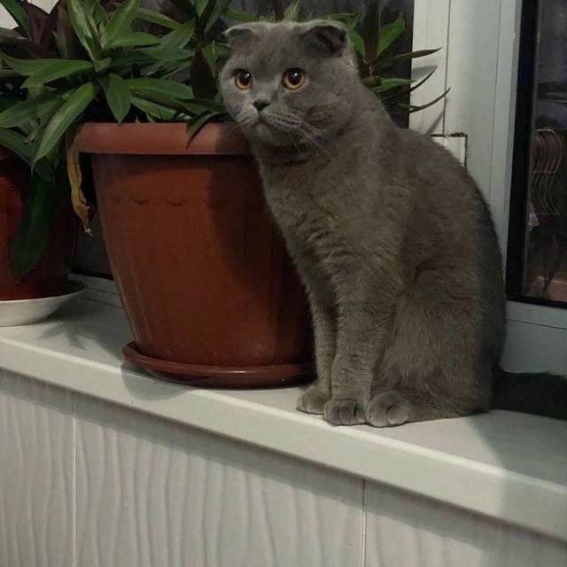 Британские котята премиум-класса