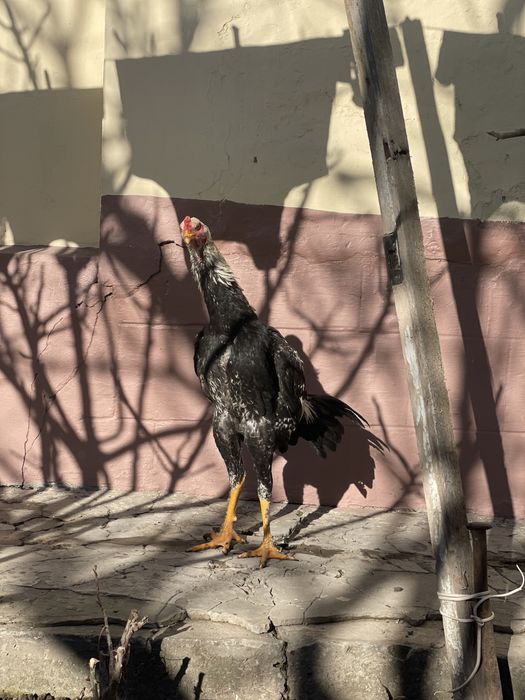 Sotiladi dakan jo’ja