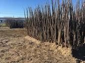 Vand puieti de pini fructiferi altoit i anul 3