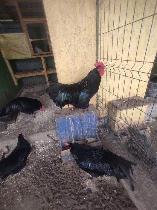 Australorp negru