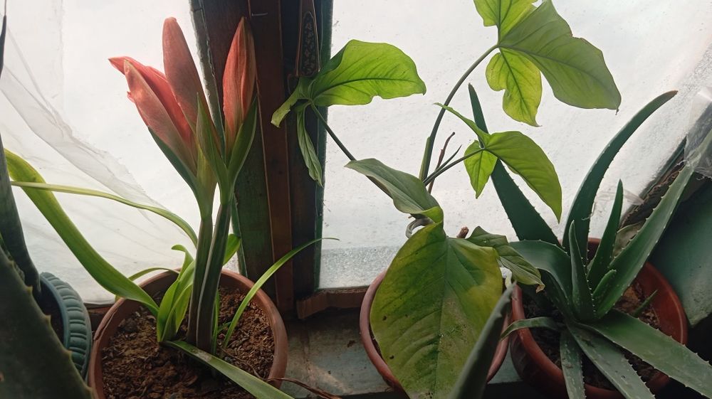 Arzon gullar sotiladi