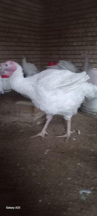 Big 6 kurkalari sotiladi