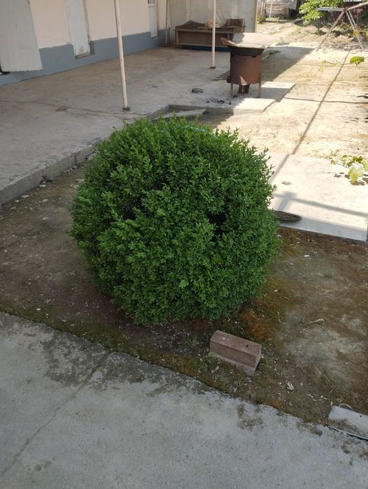 Шамшод 15 йиллик