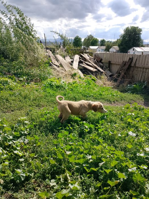 Күшіктер сатылады