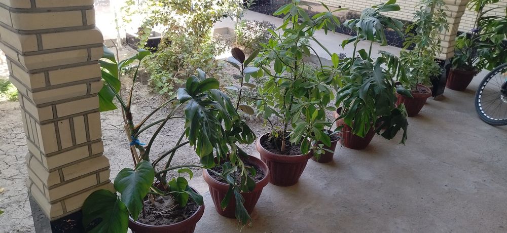 Катта ва чиройли гуллар сотилади