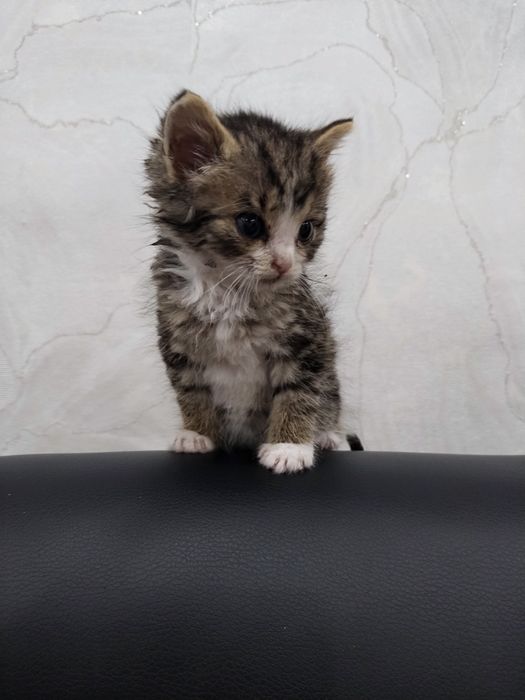 отдам котят, почти 2 месяца