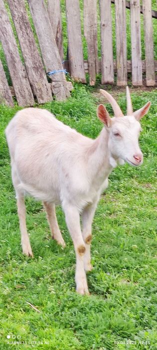 Capre metise alpine/ saanen