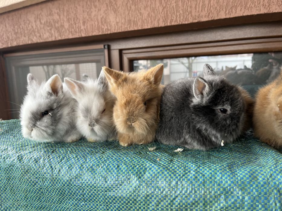 Iepurasi cap de leu pitic