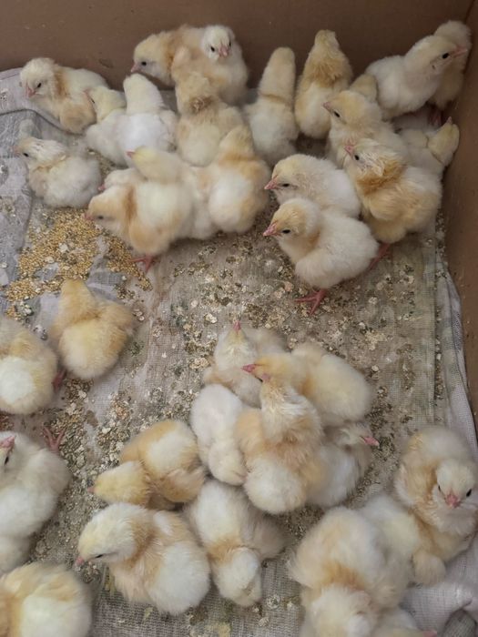 Цыплята,домашнии адлеры