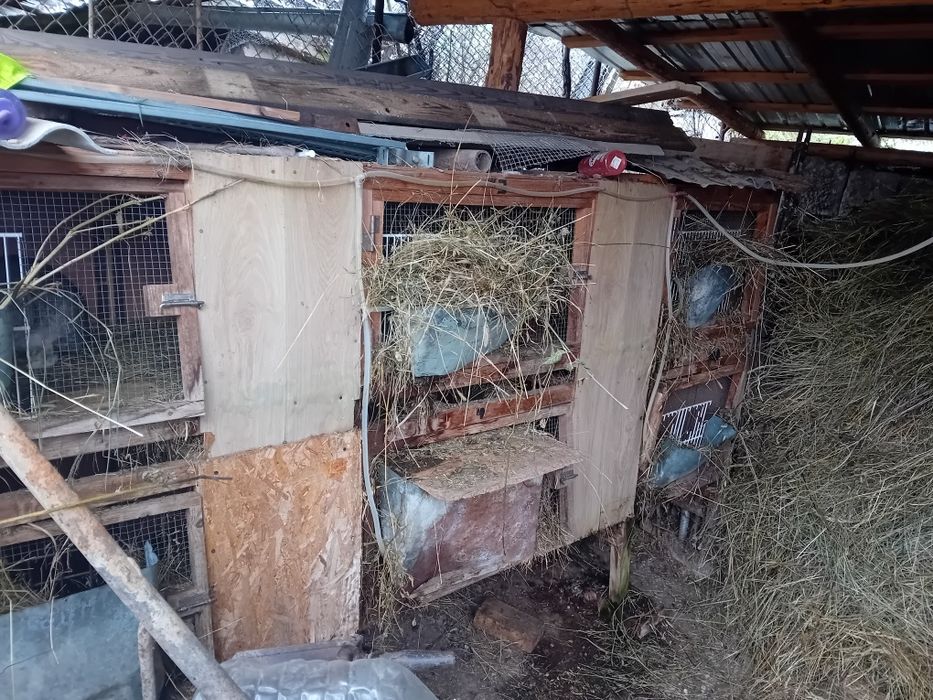Vând cușca pt iepuri și iepuri masculi și femele.