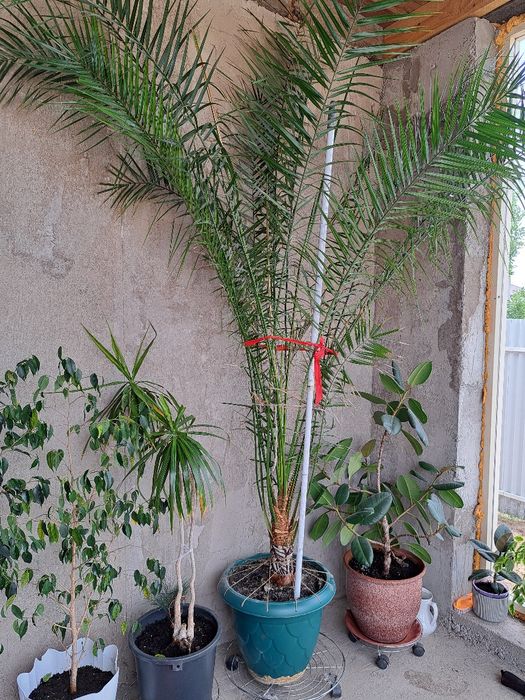 Срочно! Бенджамины и разные комнатные