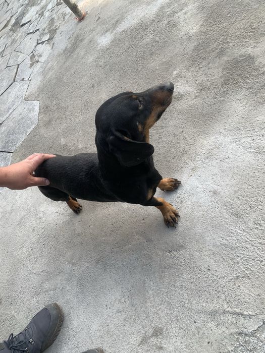 Продается собака Такса