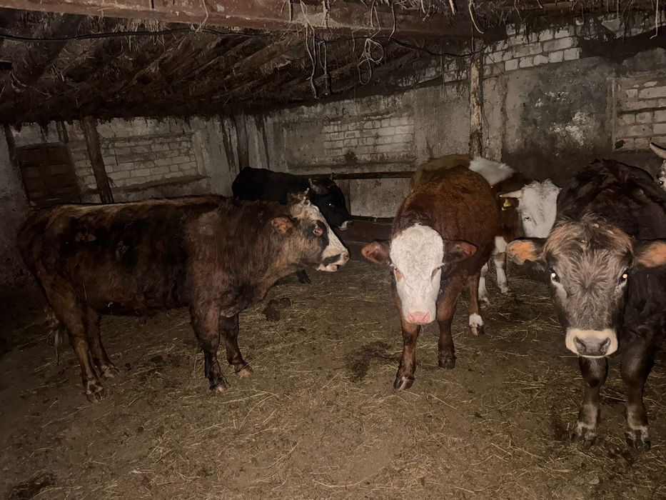 Продам Бычков на открытоме