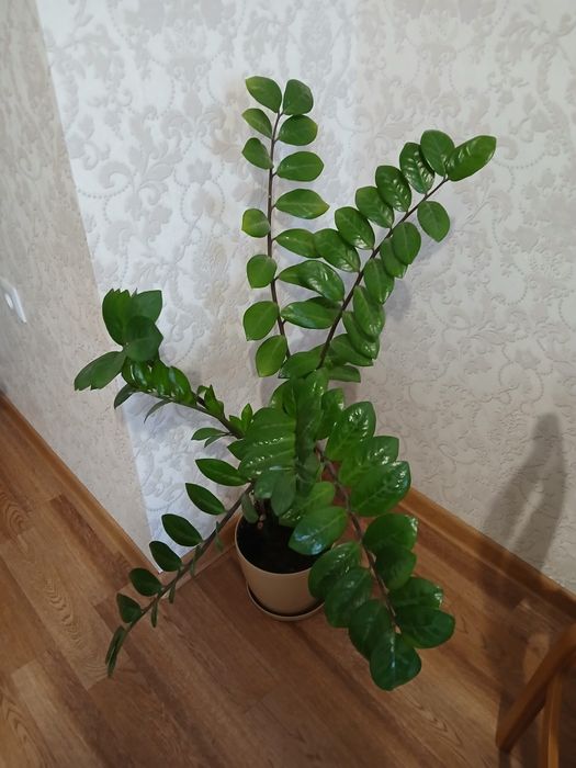 Долларовое дерево( замиокулькас).Комнатные цветы.