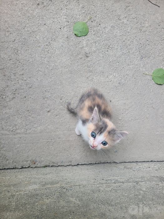 Котята.                           .