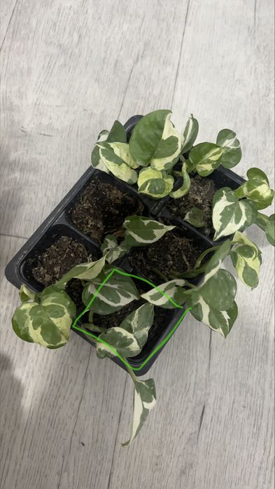 Распродажа лиан Энджой