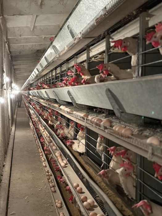 Несушка корал и уайт