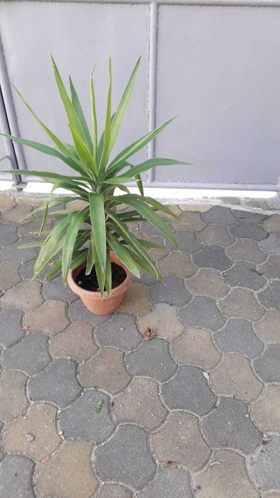 Palmier Yucca in Ghiveci