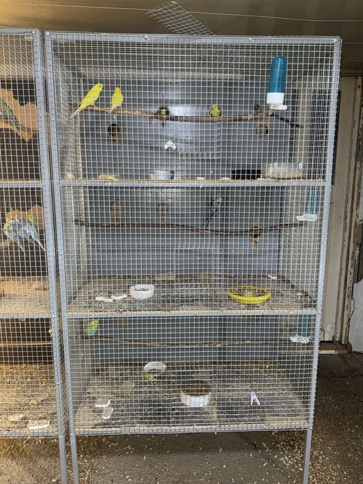 Кафас сотилади кушлага