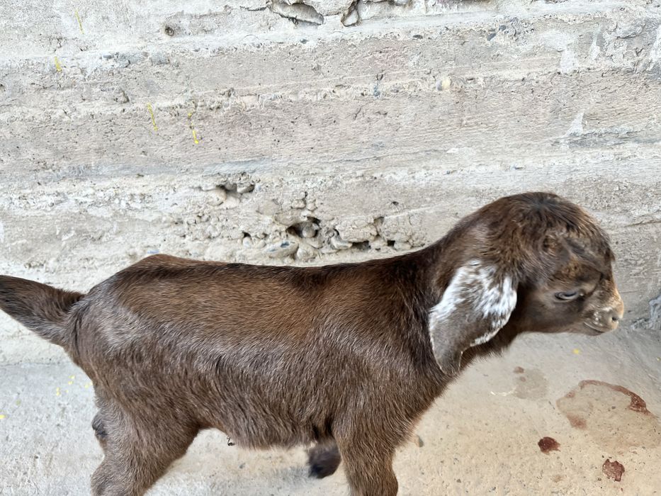 Сауын ешкі. Коза