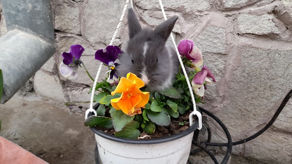 Iepurasi pitici de apartament